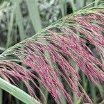 Phragmites australis Blomst