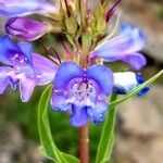 Penstemon speciosus Virág