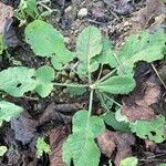 Rumex sanguineus Blad