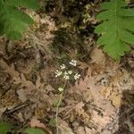 Conopodium pyrenaeum Fleur