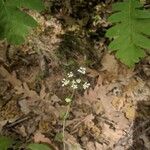 Conopodium pyrenaeum Blüte