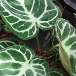 Alocasia reginula पत्ता