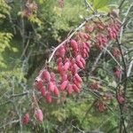 Berberis vulgarisOvoce