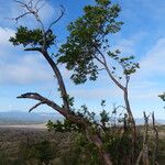 Schrebera alata Habitat