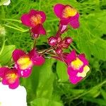 Linaria maroccana Цветок