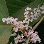 Reynoutria japonica Blomma