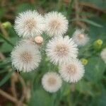 Conyza bonariensis 花