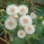 Conyza bonariensis Flower