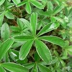 Alchemilla alpigena Leaf