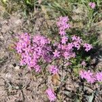 Centaurium tenuiflorum Цветок