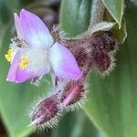 Tradescantia cerinthoides Flower