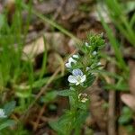 Veronica serpyllifolia Flor