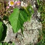 Sparrmannia ricinocarpa Lapas