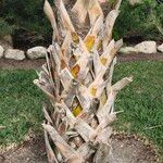 Sabal bermudana Bark