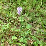 Scutellaria integrifolia Συνήθη χαρακτηριστικά