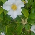 Rosa laevigata Λουλούδι