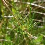 Agrostis canina Лист