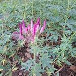 Cleome houtteanaBlüte