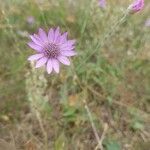 Xeranthemum annuum Flower