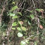 Smilax rotundifolia Leaf