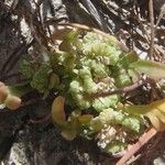 Lepidium squamatum Hábito