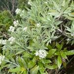 Helichrysum melaleucum 整株植物
