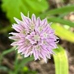 Allium schoenoprasumफूल