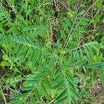 Indigofera arrecta Leaf