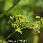 Alchemilla coriacea Квітка