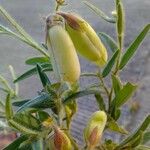 Crotalaria sagittalis Plod