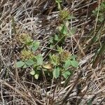 Trifolium glomeratum Облик