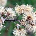 Solidago gigantea 果