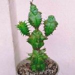 Euphorbia polygona Blad