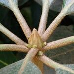 Rhododendron arizelum Bark