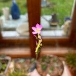 Drosera capensisКветка