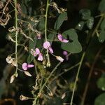 Desmodium procumbens Цвят