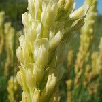 Astragalus asper ফুল