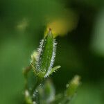 Oxalis stricta Frucht