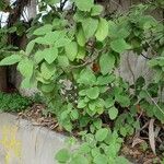 Plectranthus barbatus Leaf