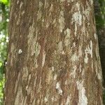 Chaetocarpus schomburgkianus Corteza