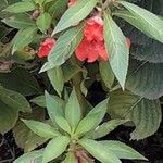 Impatiens balsamina Flor