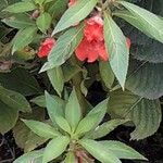 Impatiens balsamina Blomma