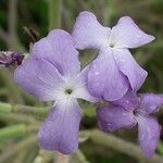 Matthiola sinuata 花