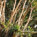 Ficus virens Habit