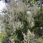 Fallopia baldschuanica Flower