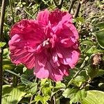 Hibiscus mutabilisFlower