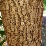 Syzygium aqueum Bark