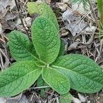 Inula conyza Folha