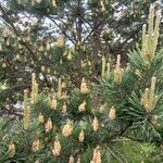 Pinus sylvestris Leht