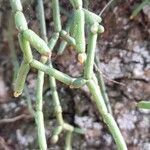 Rhipsalis cereuscula Hoja